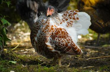Poulet Wyandotte lacé rouge Splash