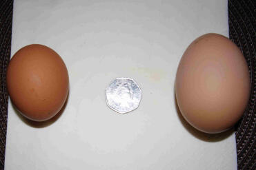 L'œuf d'Ivy à gauche et l'œuf de Mavis à droite