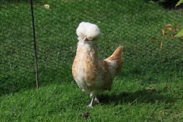 Poulet dans le jardin