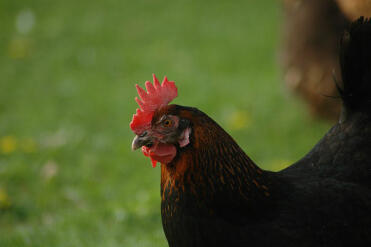 Un poulet maran debout dans le jardin