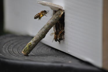 Les abeilles trouvent du pollen lors de l'ouverture de la bombe nucléaire 