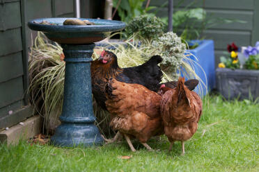 Les poulets font de merveilleux animaux de jardin.