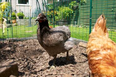 Deux poulets qui grattent dans leur poulailler.