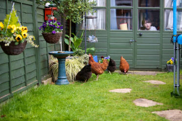 4 poules dans le jardin