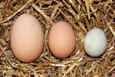 mes poules gisaient en petits méd et grands