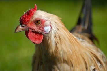 Jeune coq de Hambourg au crayon au citron