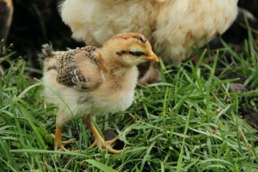 Poussin de legbar dans l'herbe