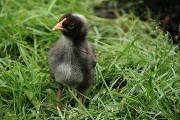 Poussin de maran dans le jardin