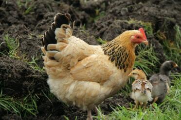 Poule sussex avec ses 2 poussins dans le jardin