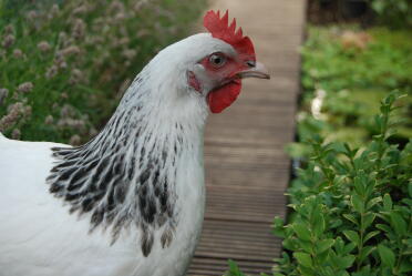 Poulet dans le jardin