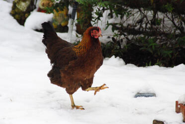 Ethel...partridge welsummer (2007-présent) une belle poule, elle pond de beaux oeufs marron foncé et elle a une nature très calme et gentille. je recommanderais définitivement cette race !