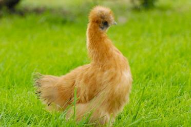 Poulet Silkie doré