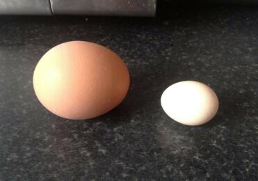 Wilmas premier œuf (à droite)