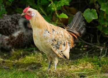 Jeune coq de Hambourg au crayon au citron