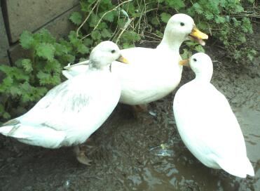 Canards d'appel blancs boueux