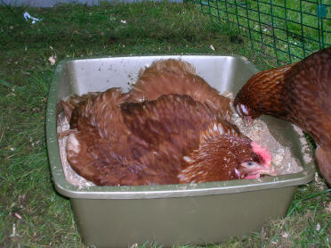 Nos poulets adorent se baigner dans la poussière dans un bac à litière rempli de sable et de sciure de bois, ils aiment aussi la manger.
