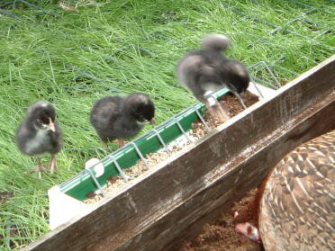 Les poussins bantam Marans nouvellement éclos avec leur maman OEG (Boeing) Juin 2007