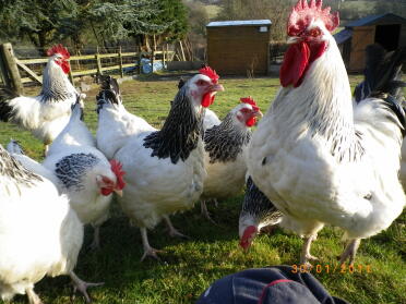 6 poules posant dans le jardin