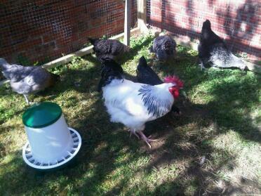 Poulets dans le jardin dans leur parcours