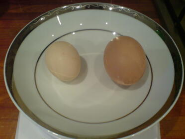 Notre premier œuf bantam.