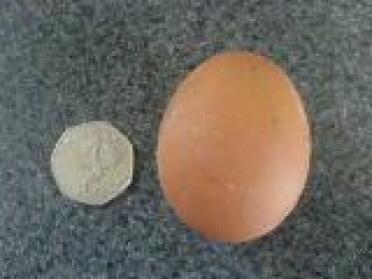 Le premier œuf 21 mars 08. Dolce's
