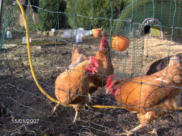 Dixie Chick, Atilla the Hen, Peckadilly & Artmeis Fowl (caché) (lr)