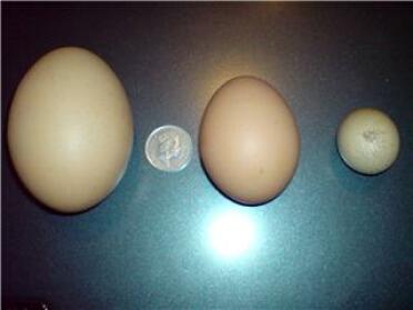 Un œuf de 129g pondu par l'une des poules de Mitchell 2 avril 2008