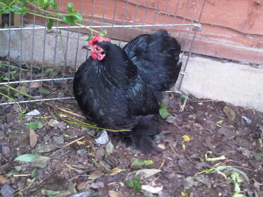 Un magnifique poulet pékinois dans un jardin.