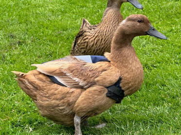 Canard en veste