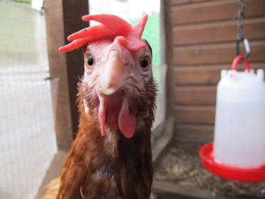 Poulet regardant la caméra