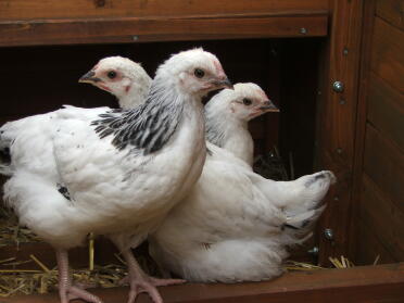 3 poussins dans le poulailler