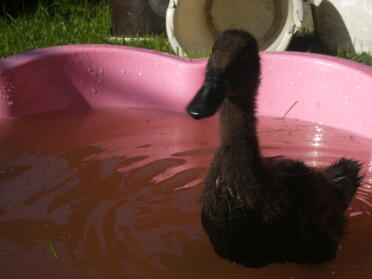 Canard dans une baignoire