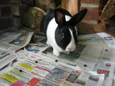 septimus, notre lapin hollandais, s'amusant dans la cuisine