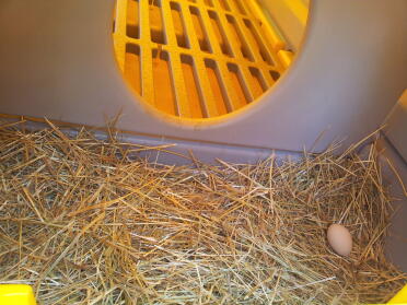 Un des premiers œufs de nos poules naines