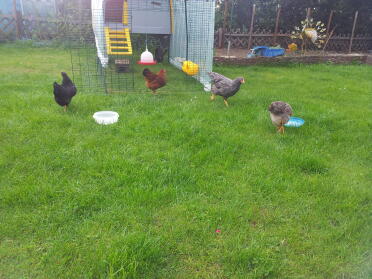 Malgré le grand jardin, ils vont sagement pondre leurs œufs dans le beau nid douillet :-)