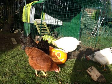 Les poules adorent leurs nouvelles manGeoires !