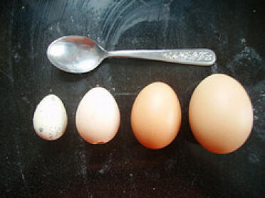 Nous avons maintenant deux couches. Les premier et quatrième œufs sont un œuf de caille et un œuf acheté en magasin pour la balance. Le troisième en partant de la gauche est un œuf normal d'une de mes poules, et le deuxième en partant de la gauch