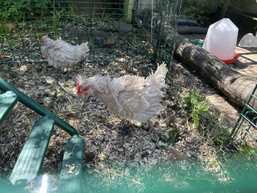 Le poussin frizzle dans son nouveau foyer