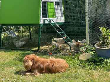Les poussins frizzles profitent de leur nouvelle Omlet Cube