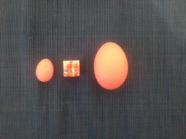 Le plus petit œuf du monde ? 