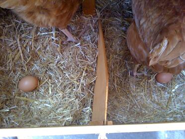Premier matin à la maison et 2 œufs!