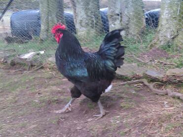 Poulet marchant dans sa course