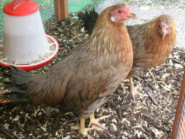 leghorn bantam