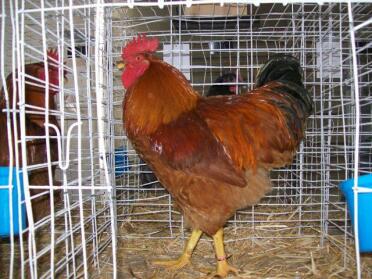 Un coq rouge à queue noire du New Hampshire d'Afrique du Sud.