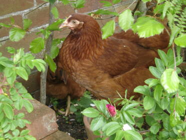 Poulets dans la litière des plantes