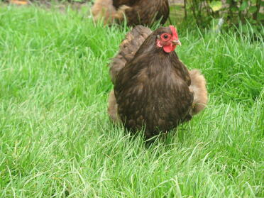 chocolat orpington bantam