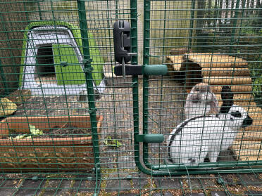 Mäxchen et marie adorent leur nouvel enclos.
