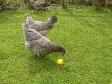 3 poulets dont un picore une balle