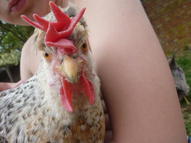 Un poulet qui regarde la caméra en étant tenu par un enfant