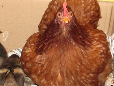 KFC qui est photographiée comme échappée avec ses sœurs dans un bol en bois et des œufs
